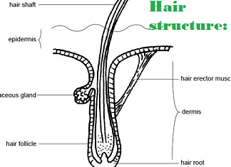 Best remedies for Hair Fall